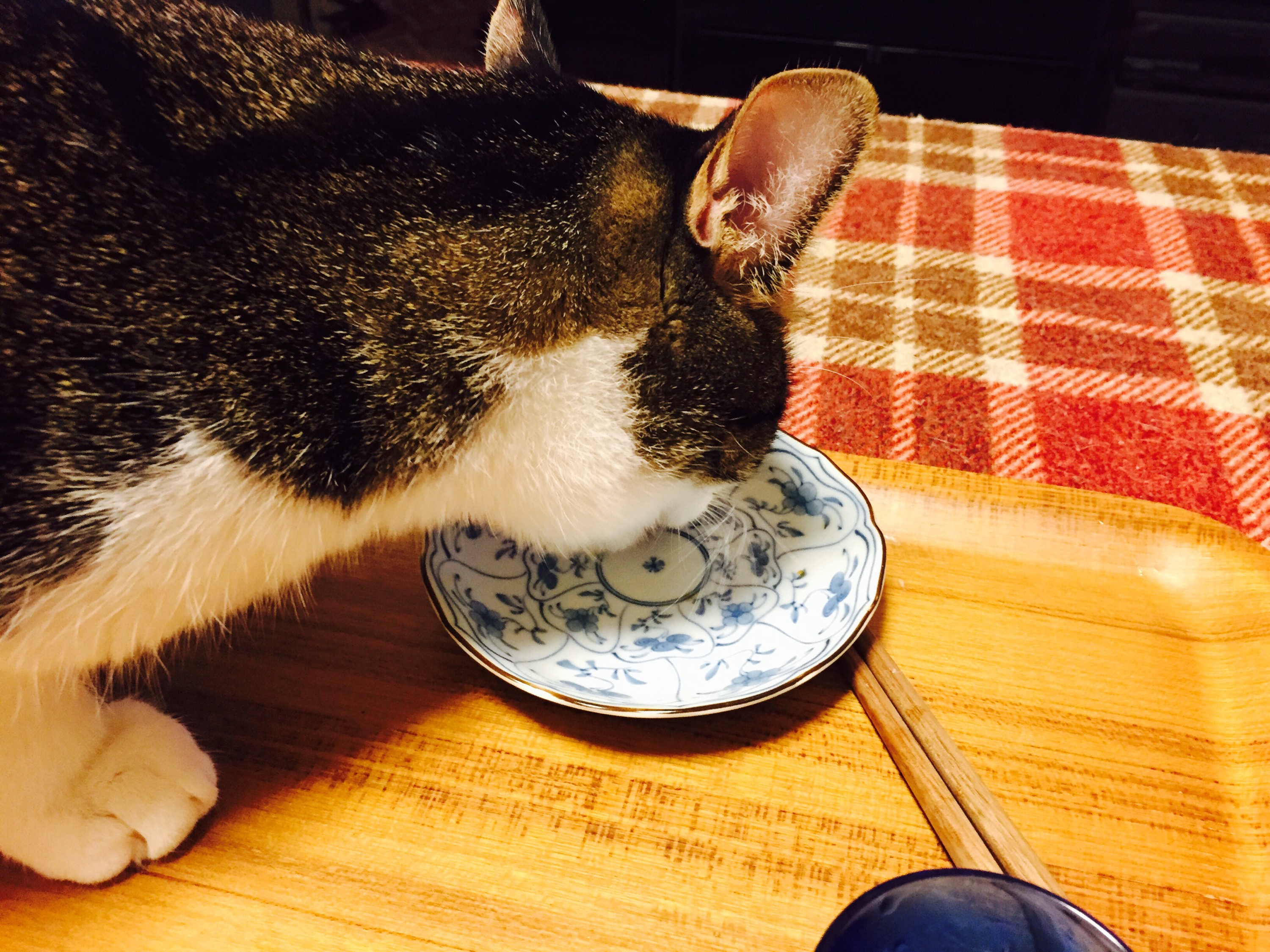 皿を舐めるキジ白猫