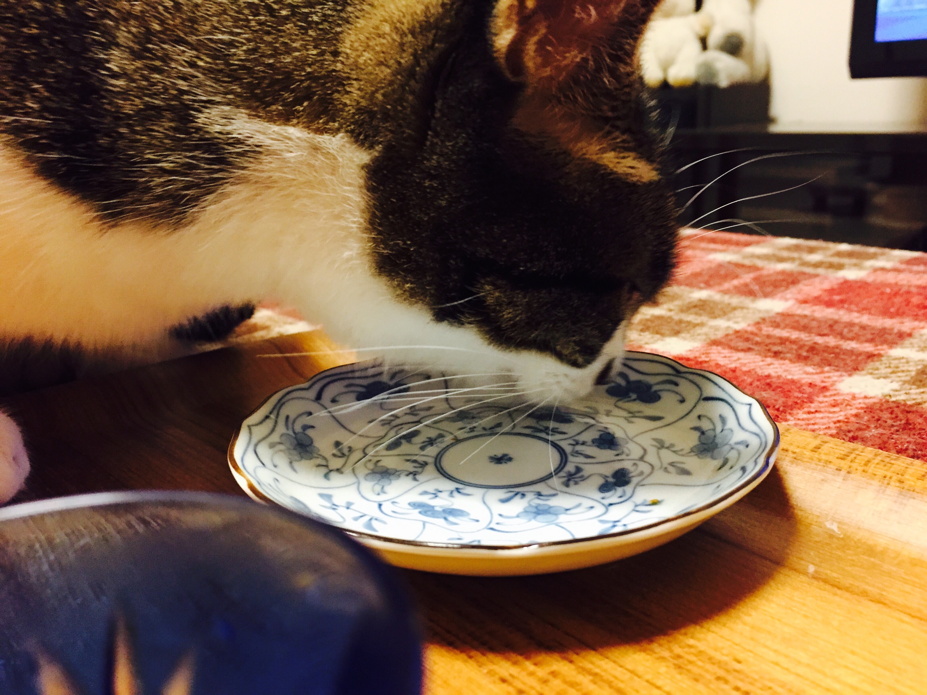 皿を舐めるキジ白猫