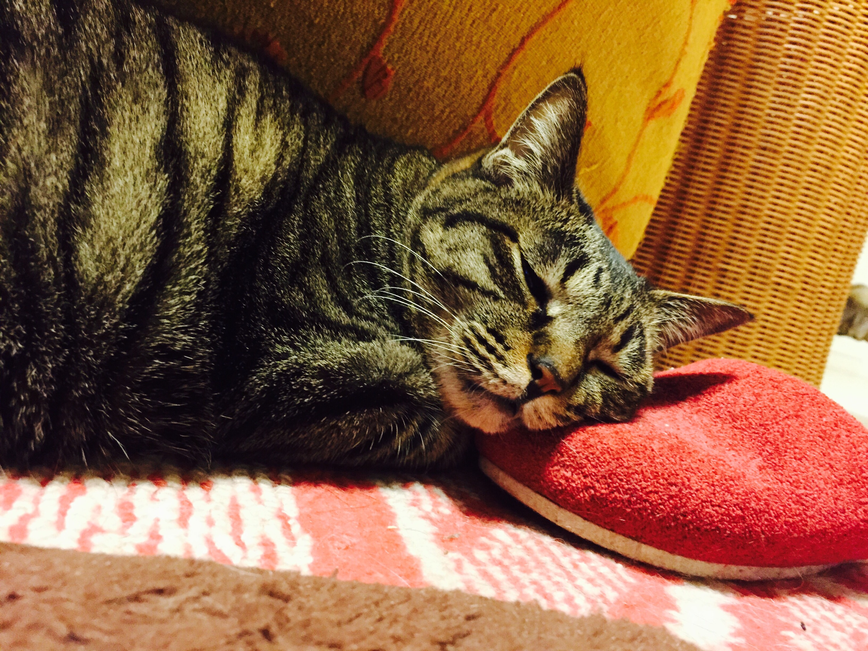 スリッパを枕にして寝るキジ猫