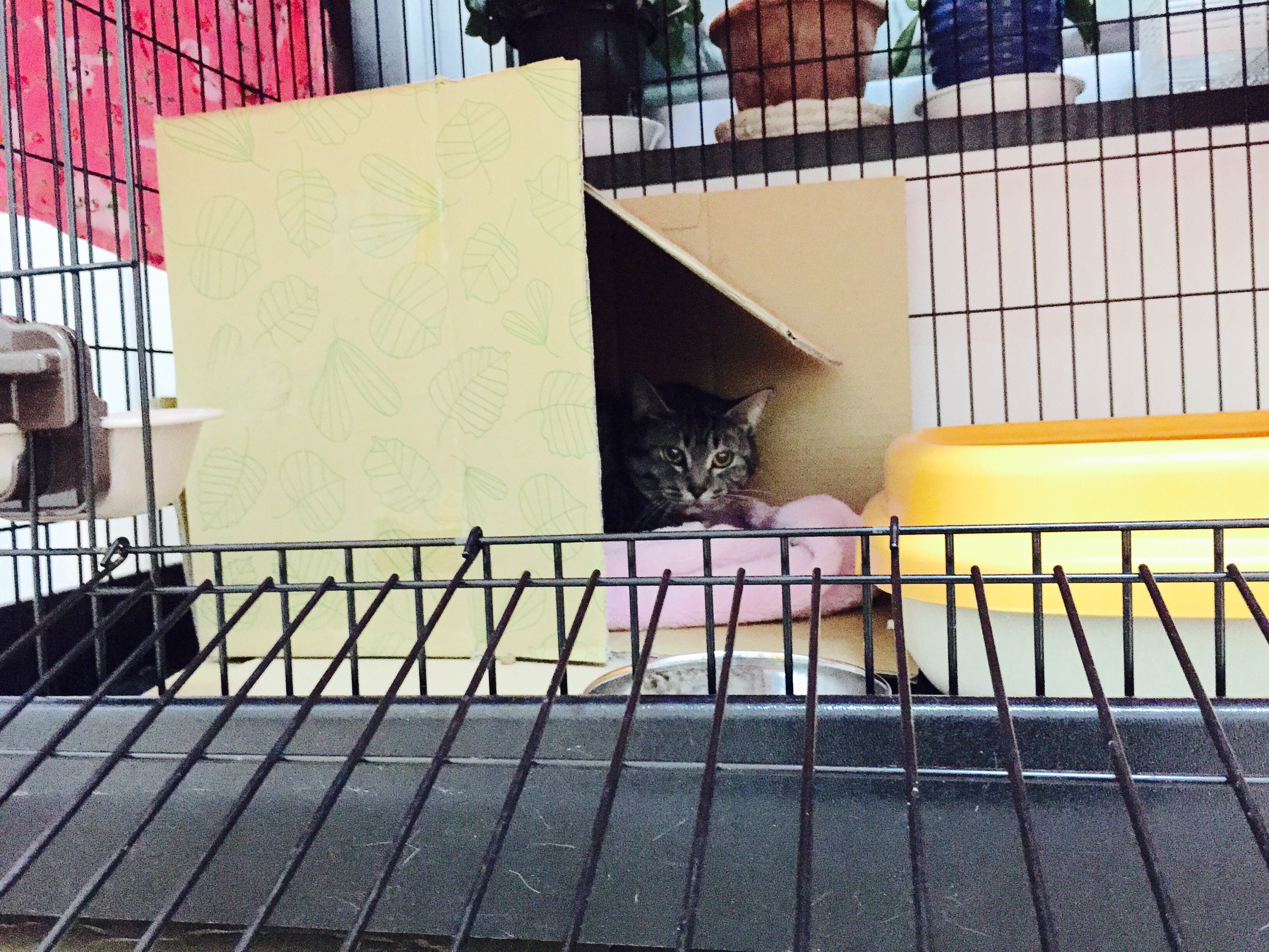 ケージの中の箱からうかがっているキジ猫
