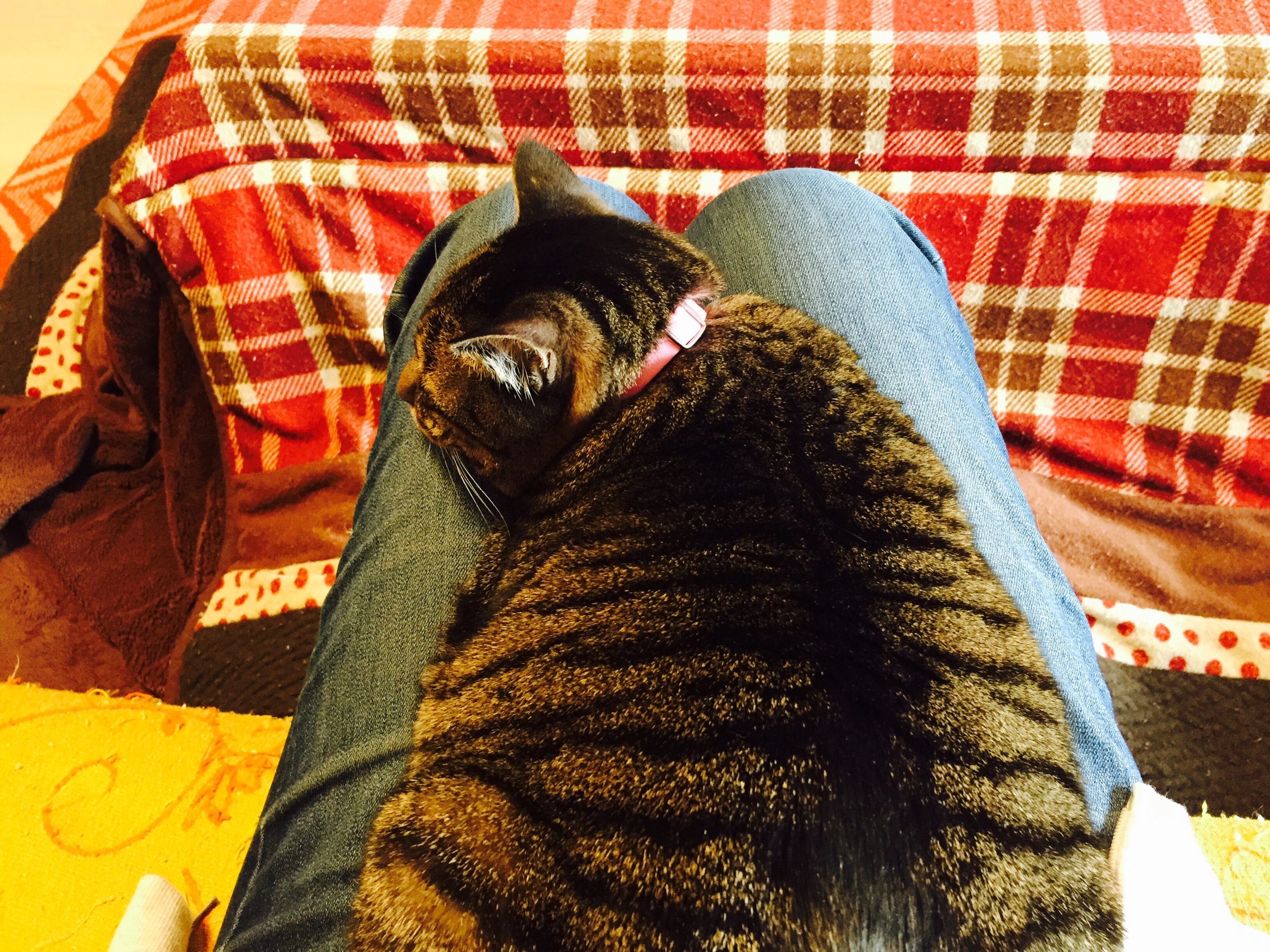 膝の上でぐっすり寝るキジ猫